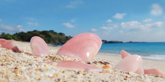 「永遠の愛」〜壱岐島の白いビーチで「幸せの貝殻」を探して〜の巻