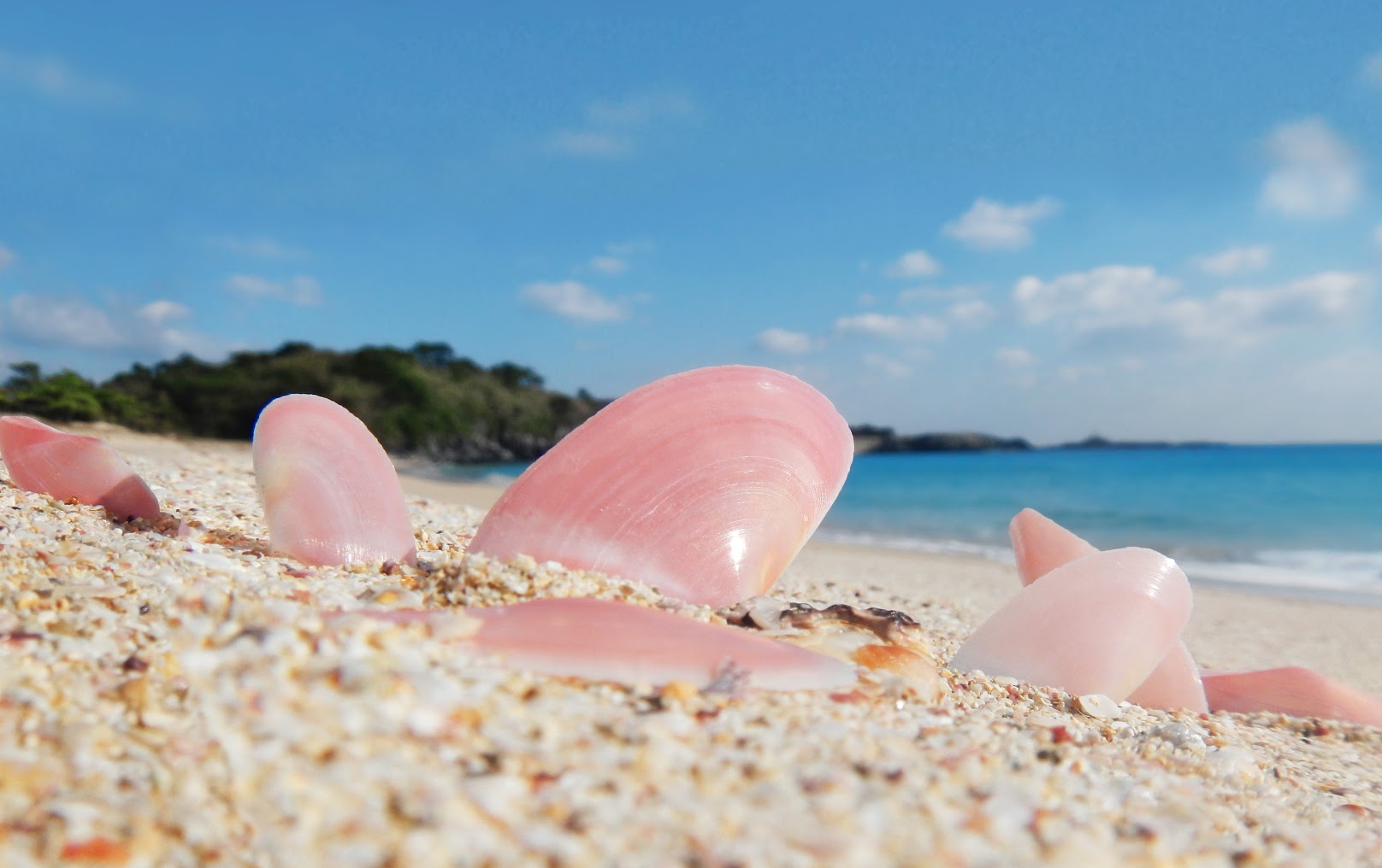 壱岐島幸せのさくら貝
