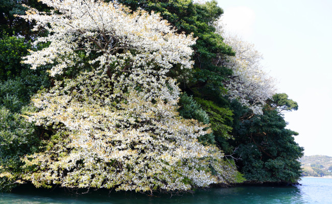 海辺に咲く「海桜」を遊覧船でお花見！2018年春！半城湾(はんせいわん)